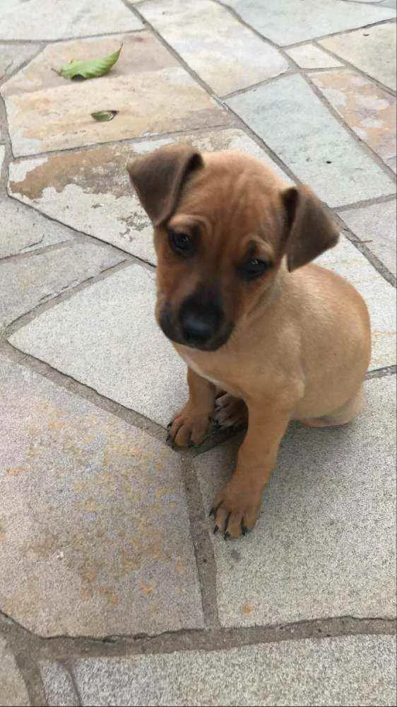 Cachorro ra a SRD idade 2 a 6 meses nome Pisco