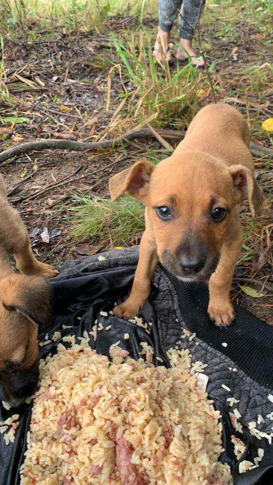Cachorro ra a SRD idade 2 a 6 meses nome Pisco
