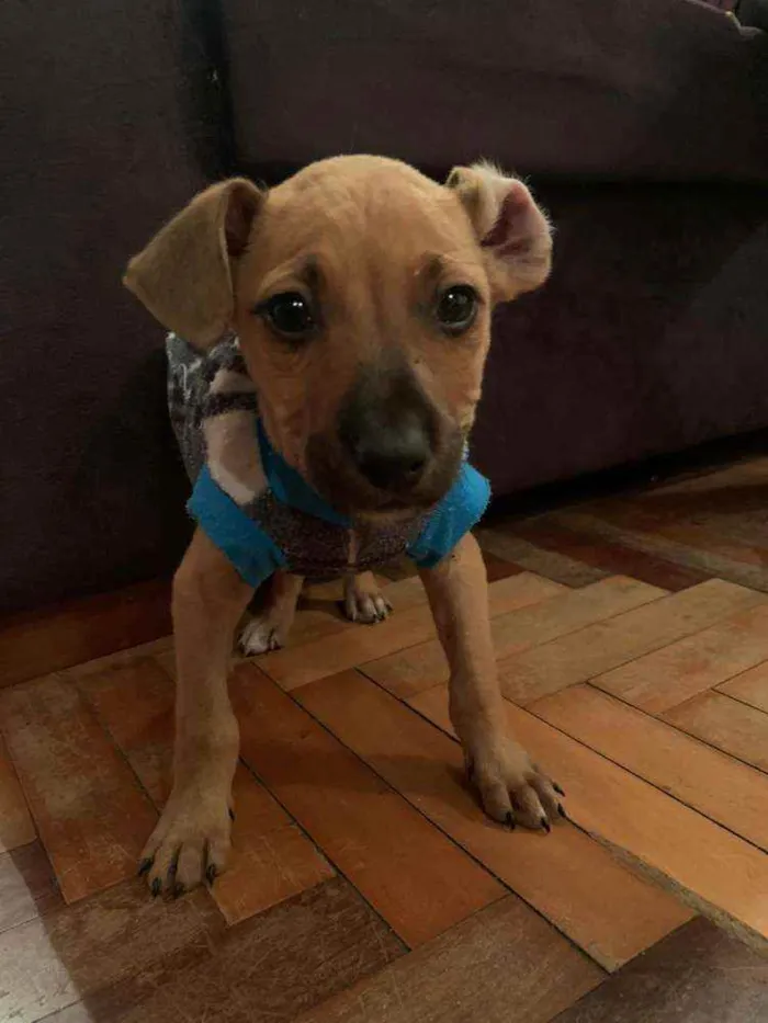 Cachorro ra a SRD idade 2 a 6 meses nome Pisco