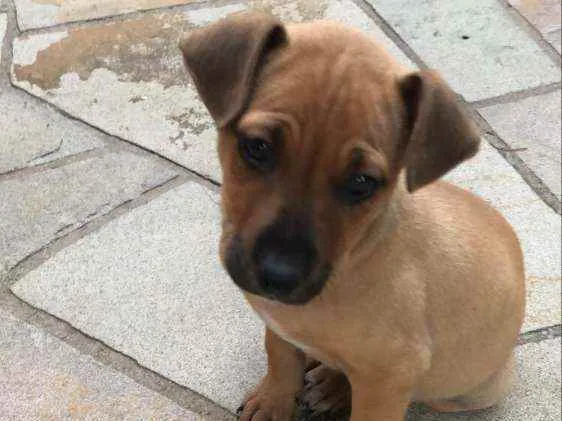 Cachorro ra a SRD idade 2 a 6 meses nome Pisco