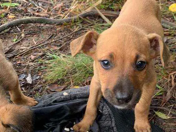 Cachorro ra a SRD idade 2 a 6 meses nome Pisco