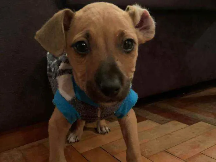 Cachorro ra a SRD idade 2 a 6 meses nome Pisco