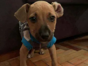 Cachorro raça SRD idade 2 a 6 meses nome Pisco