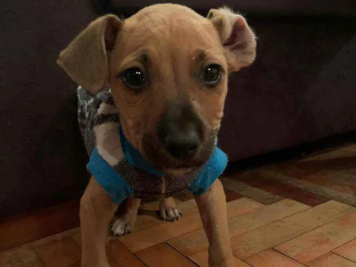 Cachorro ra a SRD idade 2 a 6 meses nome Pisco