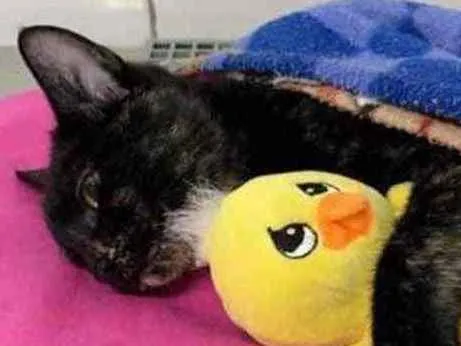 Gato ra a  idade 2 a 6 meses nome Não sei 
