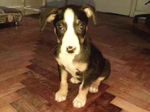 Cachorro raça SRD idade 2 a 6 meses nome Písac