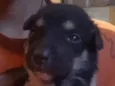 Sem nome (filhotes)