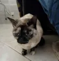 Nina Linda gatinha