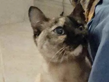 Gato ra a Siamês com vira-lata  idade 7 a 11 meses nome Nina Linda gatinha 