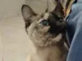 Nina Linda gatinha