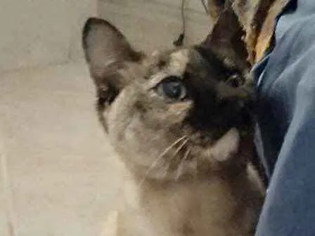 Gato ra a Siamês com vira-lata  idade 7 a 11 meses nome Nina Linda gatinha 