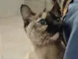 Nina Linda gatinha