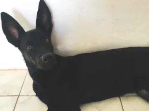 Cachorro raça Mista idade 2 a 6 meses nome Bily