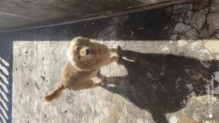 Cachorro ra a  idade 5 anos nome Arthur