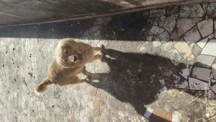 Cachorro ra a  idade 5 anos nome Arthur