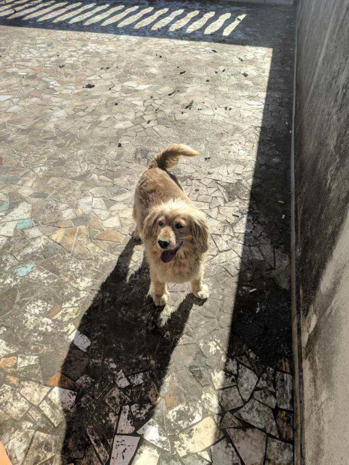 Cachorro ra a  idade 5 anos nome Arthur