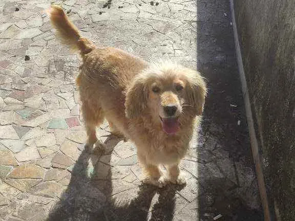 Cachorro ra a  idade 5 anos nome Arthur