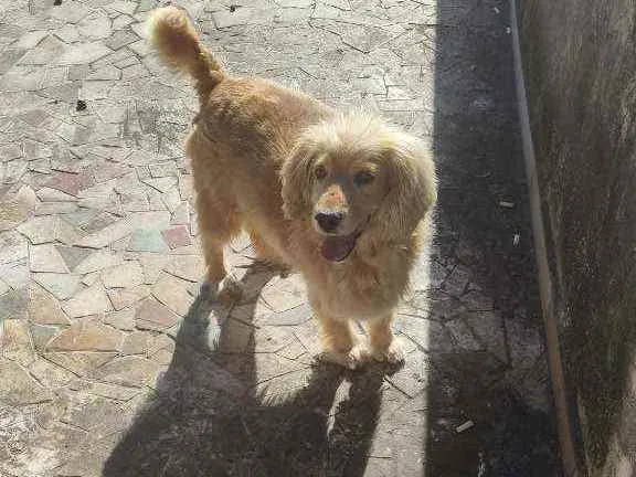 Cachorro ra a  idade 5 anos nome Arthur