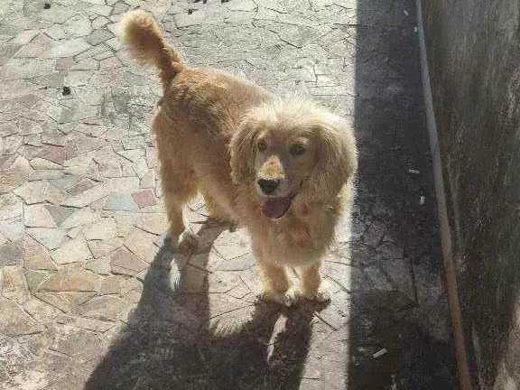 Cachorro ra a  idade 5 anos nome Arthur