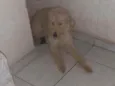 Boris