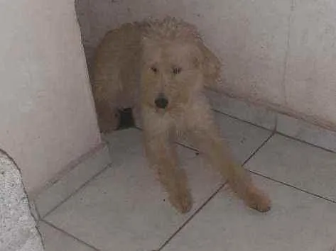 Cachorro ra a Indefinida idade 7 a 11 meses nome Boris