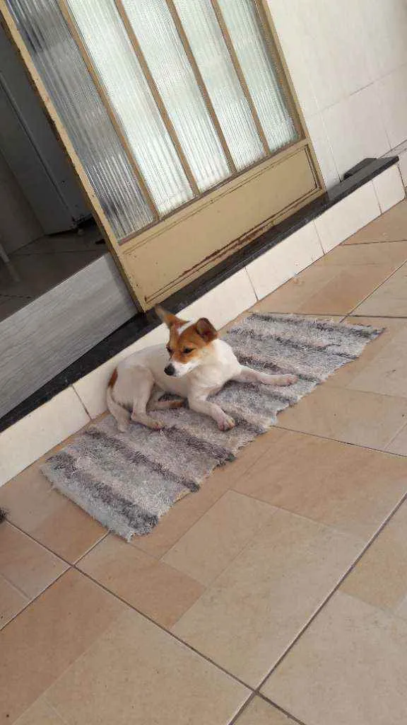 Cachorro raça Misturada porte piquena idade 1 ano nome Nina
