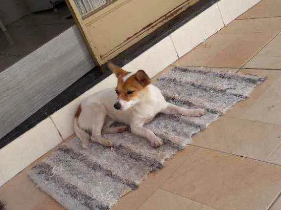 Cachorro raça Misturada porte piquena idade 1 ano nome Nina