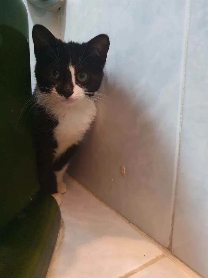 Gato ra a SRD idade 2 a 6 meses nome Lara