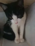 Agatha 