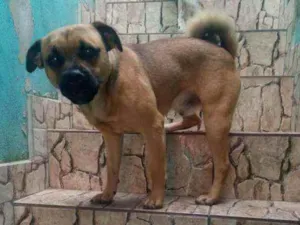 Cachorro raça Mistura de srd com pug idade 1 ano nome Théo