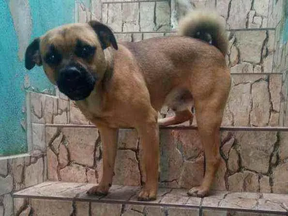 Cachorro ra a Mistura de srd com pug idade 1 ano nome Théo