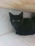 Dako