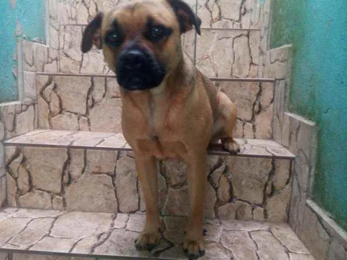 Cachorro ra a Mistura de srd com pug idade 1 ano nome Théo