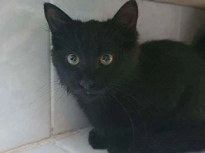 Gato ra a SRD idade 2 a 6 meses nome Dako