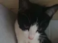 Agatha 
