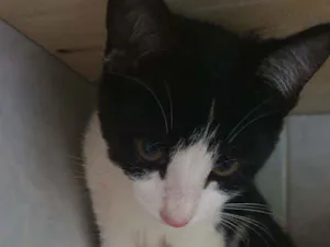 Gato raça SRD idade 2 a 6 meses nome Agatha 