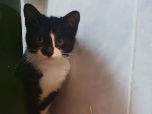 Gato raça SRD idade 2 a 6 meses nome Lara