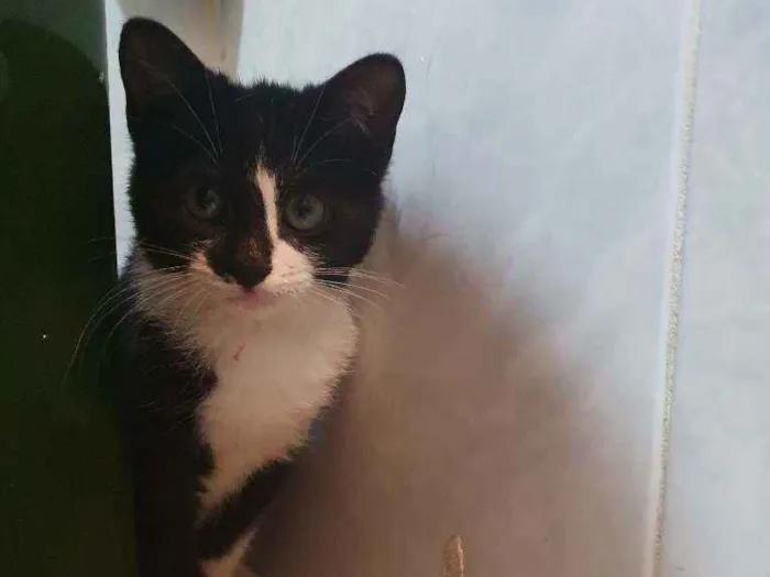 Gato ra a SRD idade 2 a 6 meses nome Lara