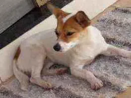 Cachorro raça Misturada porte piquena idade 1 ano nome Nina