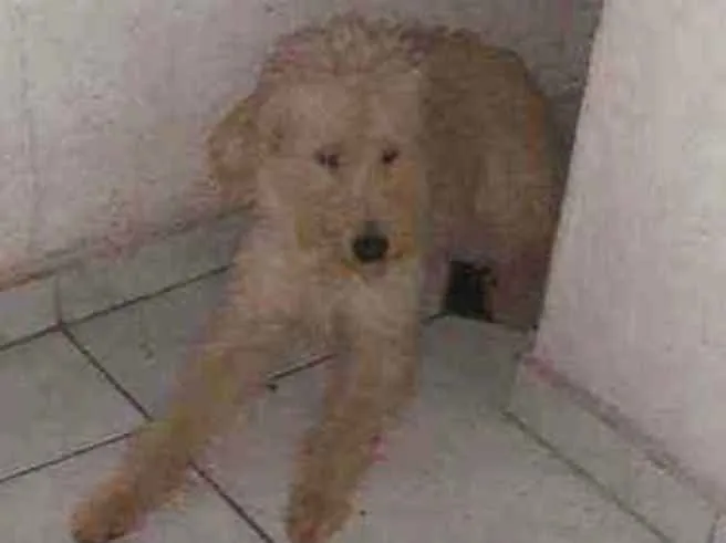 Cachorro ra a Indefinida idade 7 a 11 meses nome Boris