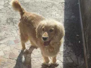 Cachorro raça  idade 5 anos nome Arthur