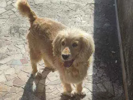 Cachorro ra a  idade 5 anos nome Arthur