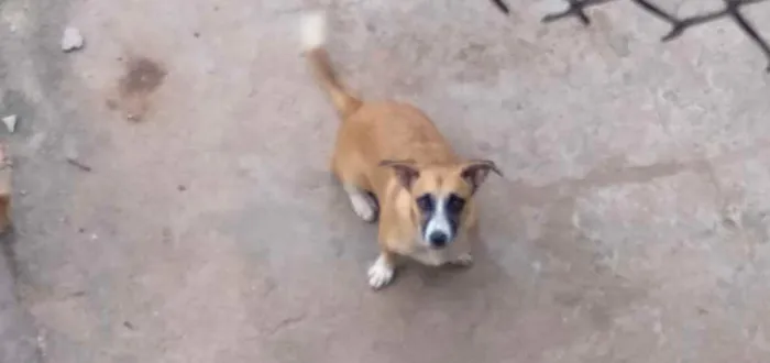 Cachorro ra a Sem raça definida  idade 7 a 11 meses nome Bela nina machinha