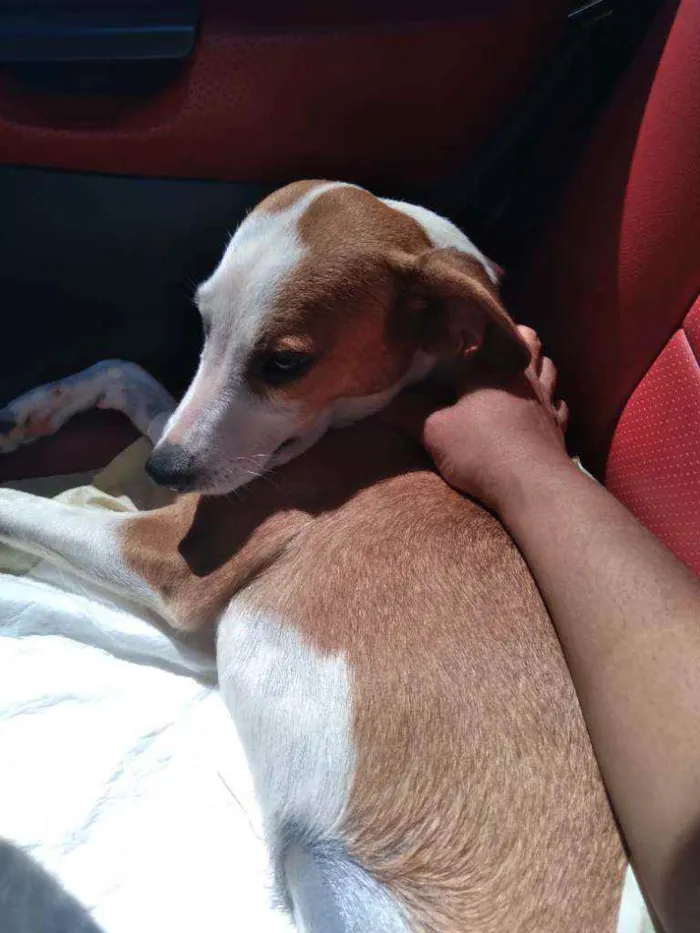 Cachorro ra a Sem raça definida  idade 7 a 11 meses nome Bela nina machinha