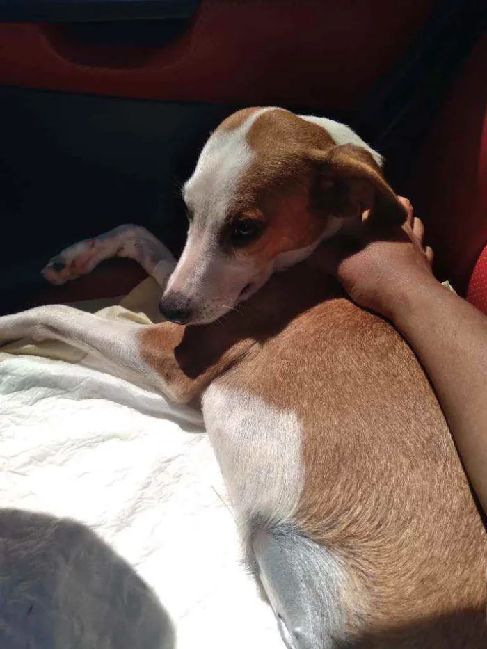 Cachorro ra a Sem raça definida  idade 7 a 11 meses nome Bela nina machinha