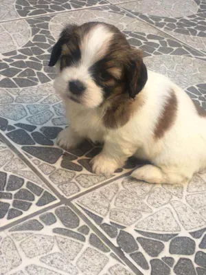 Cachorro raça SRD idade Abaixo de 2 meses nome Lola 