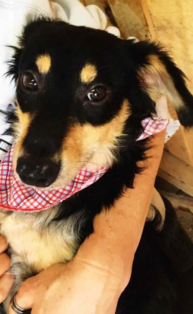 Cachorro ra a SRD idade 7 a 11 meses nome Pingo