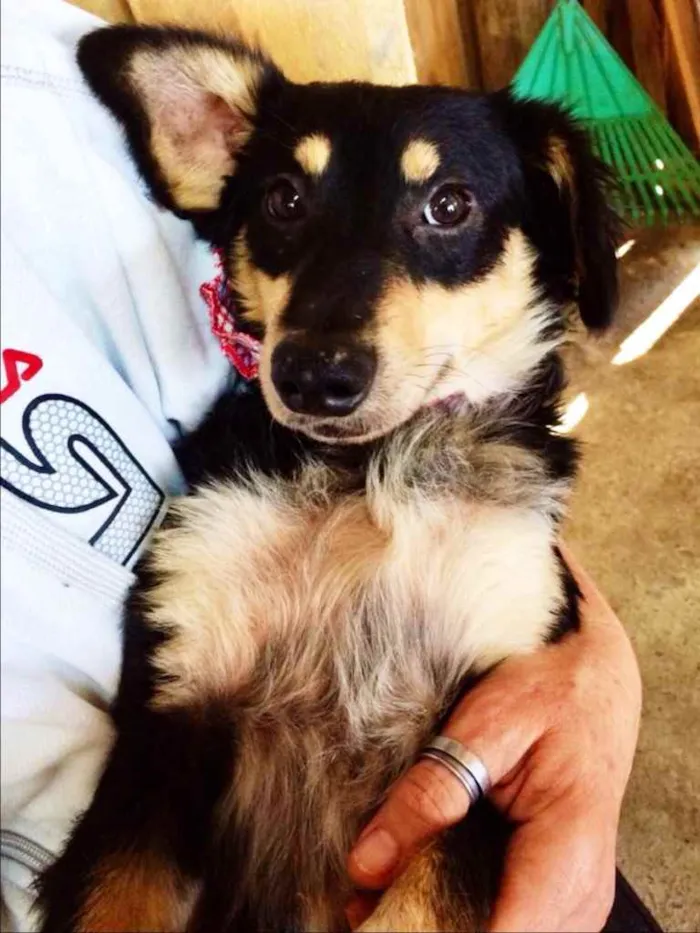 Cachorro ra a SRD idade 7 a 11 meses nome Pingo