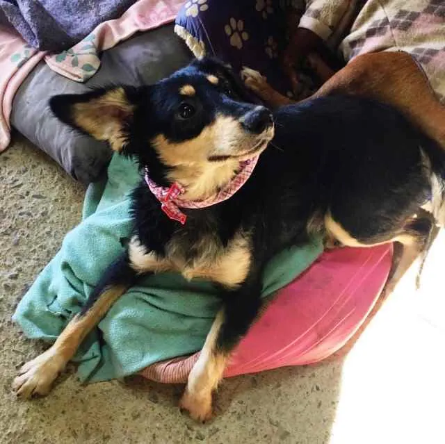Cachorro ra a SRD idade 7 a 11 meses nome Pingo