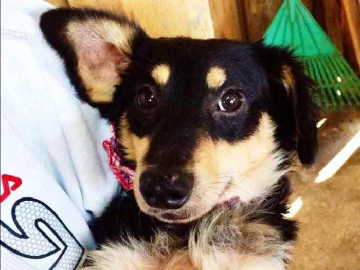 Cachorro ra a SRD idade 7 a 11 meses nome Pingo